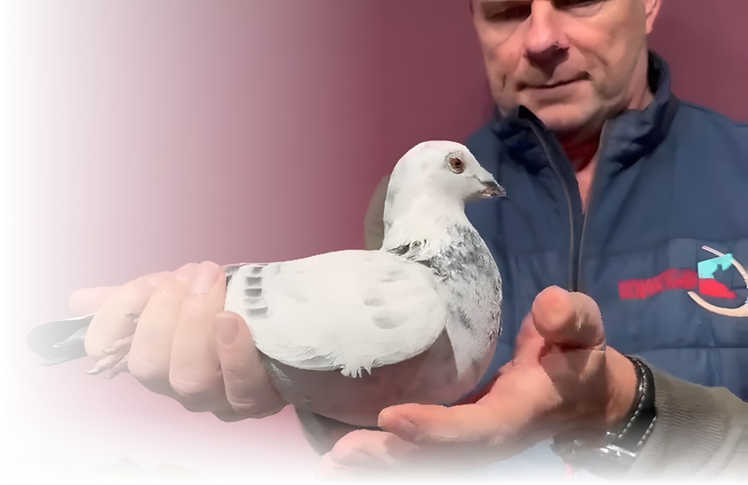 Kolejne pary rozplodowe sprowadzone od Leideman do PONDEROSA